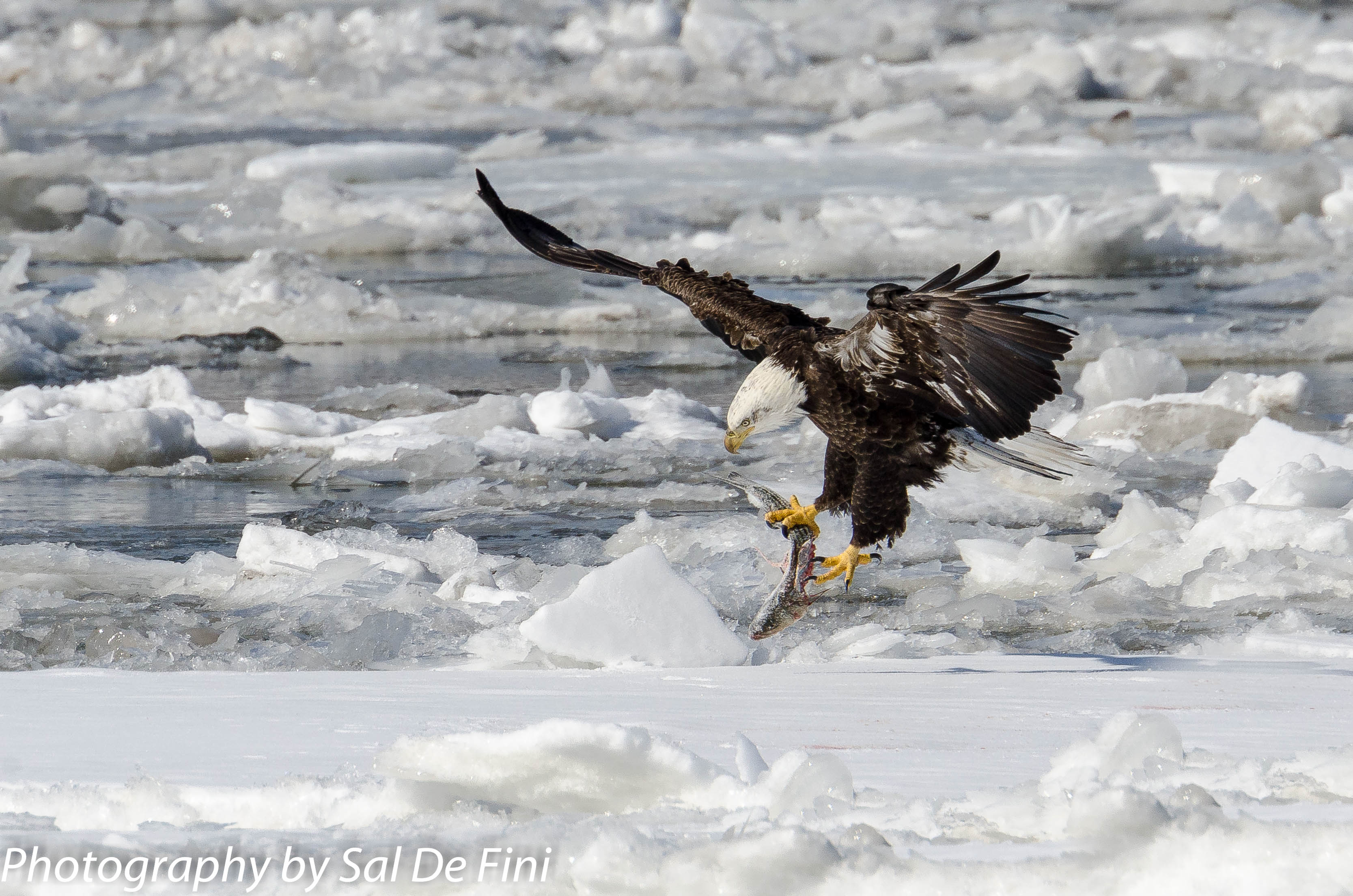 The Eagle has landed | Shutterbug